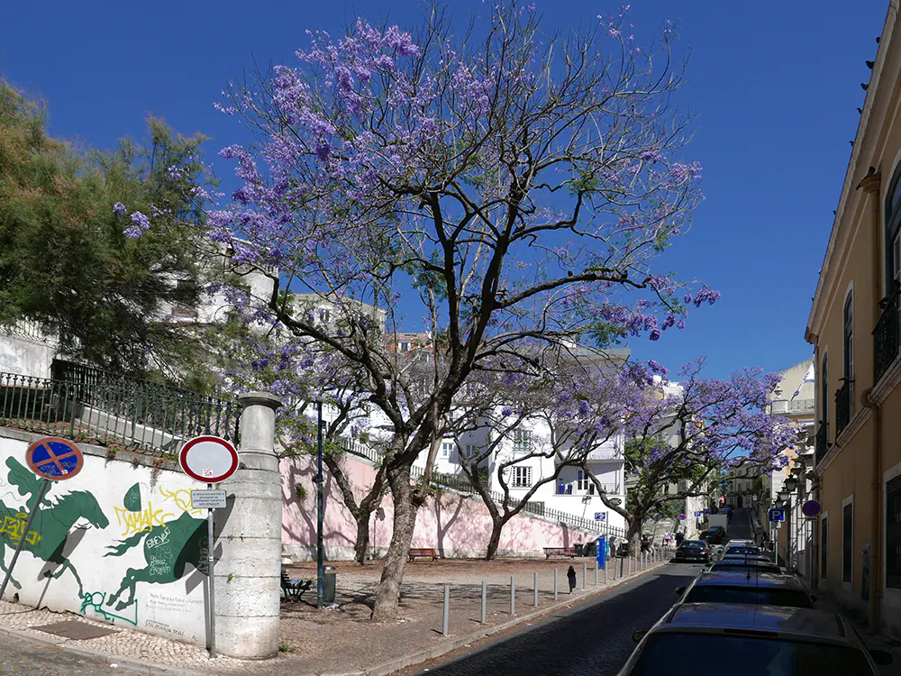 Lissabon Jacaranda Trees