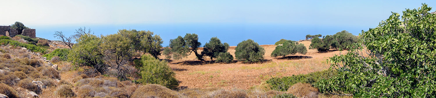 Panorama Olive Trees