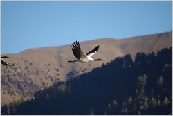 Phobjikha Valley Black Neck Cranes