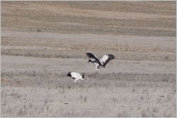 Phobjikha Valley Black Neck Cranes