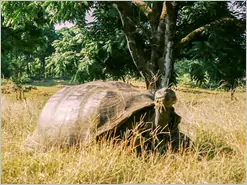 Giant Turtle