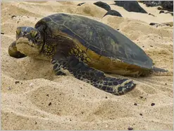 Big Island Mahai ula Beach Turtles