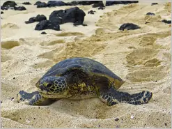 Big Island Mahai ula Beach Turtles
