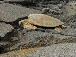 Big Island Turtle Makaiwa Bay