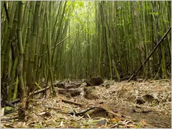 Maui Pipiwai Trail Bamboo Forest