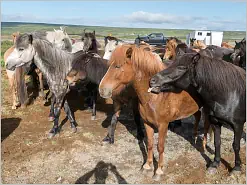 Iceland Horses near Godafoss