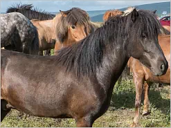 Iceland Horses near Godafoss