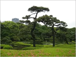 Tokyo Japanese Garden