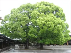 Tokyo Meiji Shrine Male And Female Tree