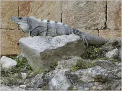 Uxmal Iguana