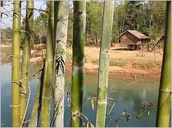 Inle Lake Bamboo Forest near Inn Tain