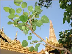 Yangon ShweDagon Bodhitree