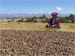 Chinchero Woman with Potatoes